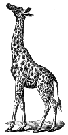 Some Animal